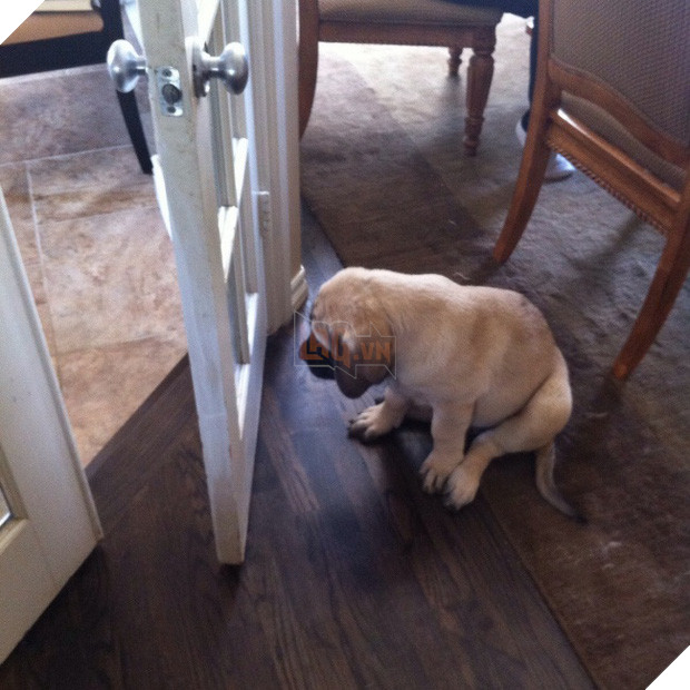 Cười đau cả bụng với 22 boss chó mèo hâm hết phần thiên hạ - Ảnh 25.