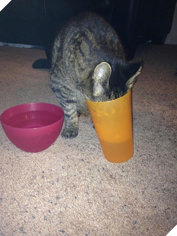 Cười đau cả bụng với 22 boss chó mèo hâm hết phần thiên hạ - Ảnh 27.