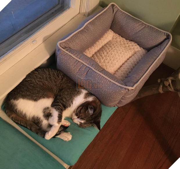 Cười đau cả bụng với 22 boss chó mèo hâm hết phần thiên hạ - Ảnh 31.