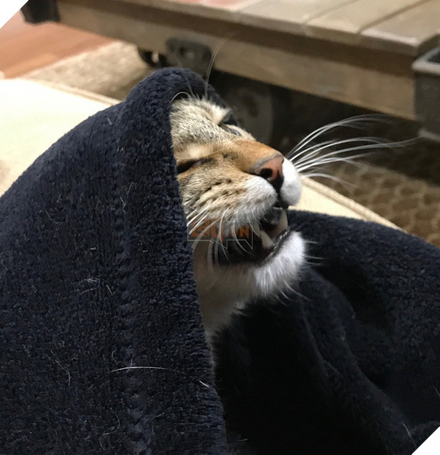 Cười đau cả bụng với 22 boss chó mèo hâm hết phần thiên hạ - Ảnh 37.