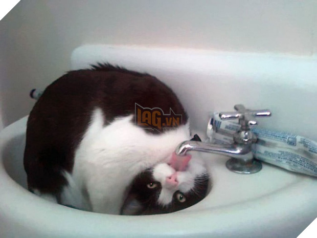 Cười đau cả bụng với 22 boss chó mèo hâm hết phần thiên hạ - Ảnh 3.