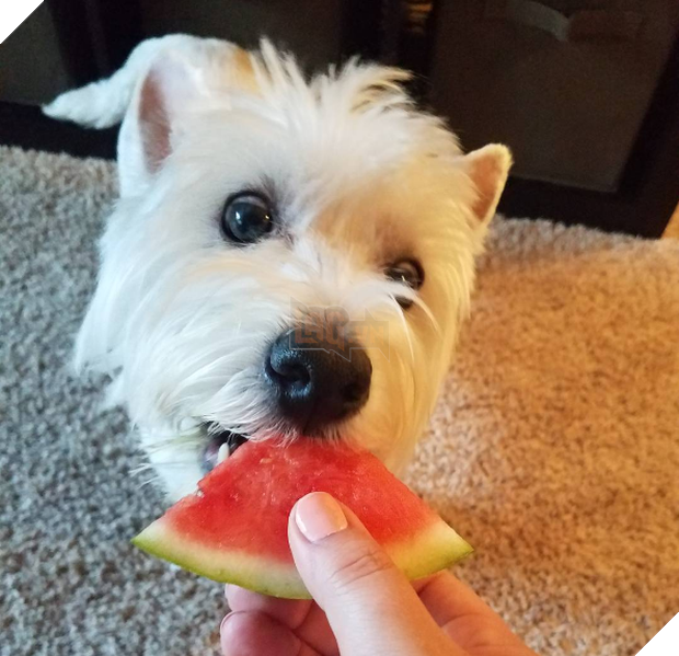 Cười đau cả bụng với 22 boss chó mèo hâm hết phần thiên hạ - Ảnh 41.