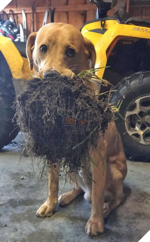 Cười đau cả bụng với 22 boss chó mèo hâm hết phần thiên hạ - Ảnh 43.