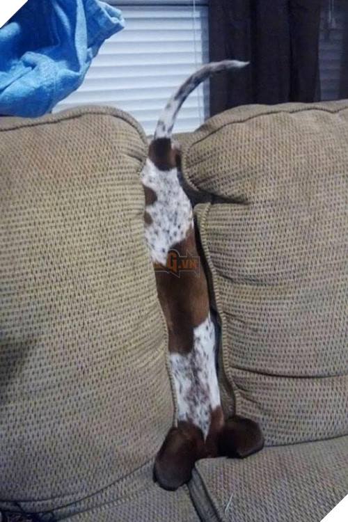 Cười đau cả bụng với 22 boss chó mèo hâm hết phần thiên hạ - Ảnh 5.