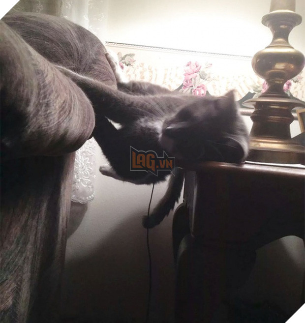 Cười đau cả bụng với 22 boss chó mèo hâm hết phần thiên hạ - Ảnh 9.