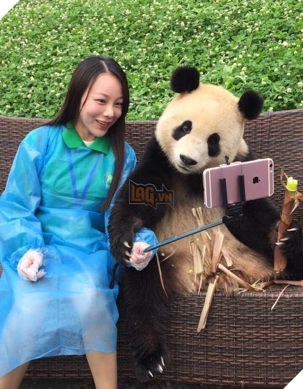 Chú gấu trúc thích chụp selfie nhất thế giới sẽ khiến bạn yêu ngay từ cái nhìn đầu tiên - Ảnh 4.