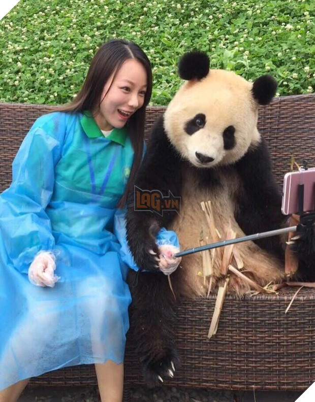 Chú gấu trúc thích chụp selfie nhất thế giới sẽ khiến bạn yêu ngay từ cái nhìn đầu tiên - Ảnh 11.