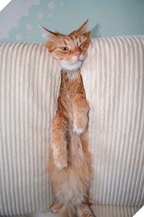 Cười đau cả bụng với 22 boss chó mèo hâm hết phần thiên hạ - Ảnh 13.