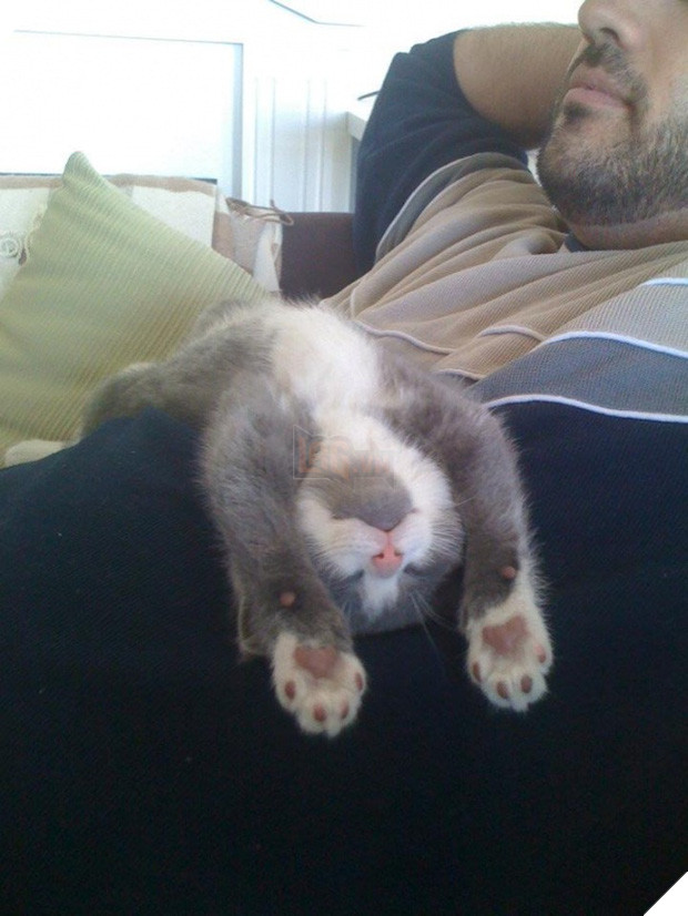 Cười đau cả bụng với 22 boss chó mèo hâm hết phần thiên hạ - Ảnh 15.