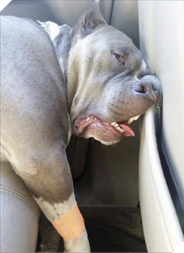 Cười đau cả bụng với 22 boss chó mèo hâm hết phần thiên hạ - Ảnh 17.