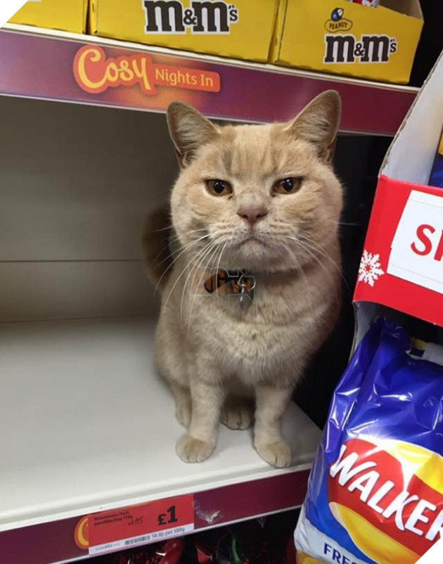 con meo co thu trong sieu thi 1