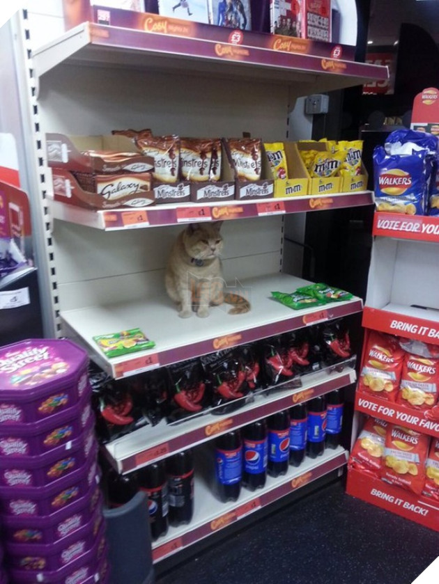 con meo co thu trong sieu thi 2