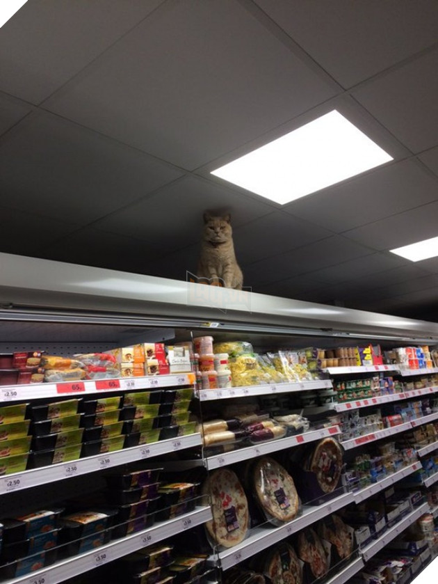 con meo co thu trong sieu thi 3