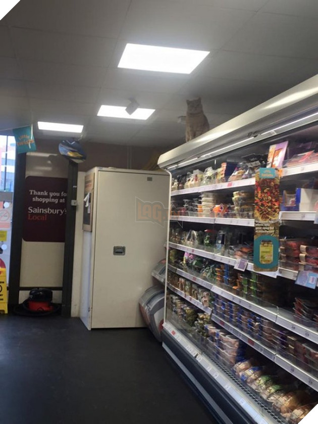 con meo co thu trong sieu thi 4