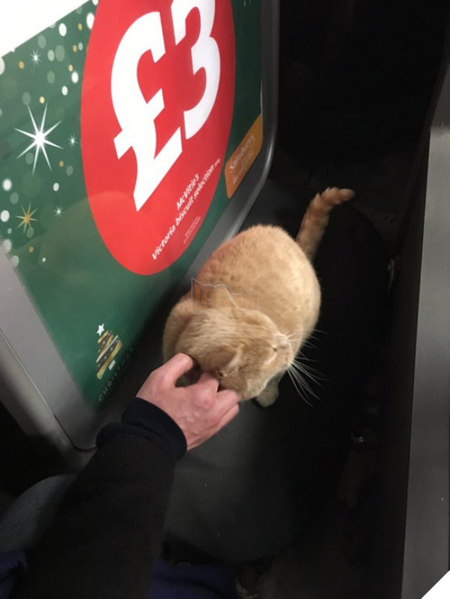 con meo co thu trong sieu thi 5