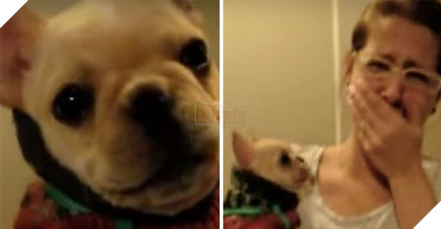 Cô đã ở phía trước của con chó nhỏ Sui Suinian nói "I love you", một con chó đột nhiên "quay lại và trả lời," Meng để trái tim cô gần như nổ tung!