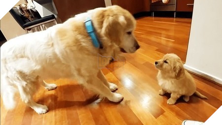 Lần đầu gặp mặt, ‘vàng lớn’ ra dáng anh trai yêu thương ‘vàng nhỏ’, dân mạng xuýt xoa: Đáng yêu quá