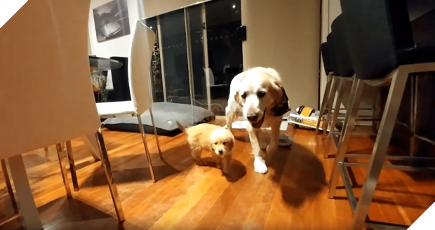 Lần đầu gặp mặt, ‘vàng lớn’ ra dáng anh trai yêu thương ‘vàng nhỏ’, dân mạng xuýt xoa: Đáng yêu quá 4