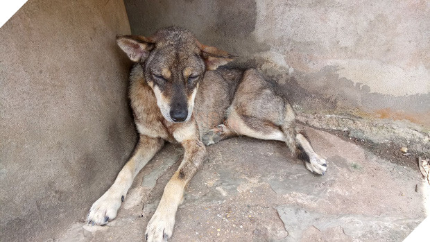 Câu chuyện xúc động của cô chó 8 tuổi kiên quyết không chịu ăn một hạt cơm nào kể từ khi chủ mất - Ảnh 2.