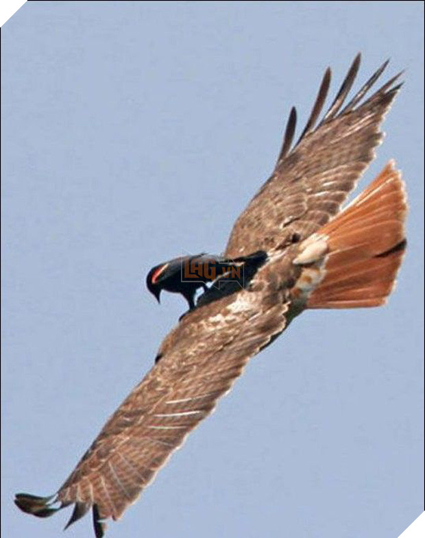 16 khoảnh khắc làm biếng không thể tin nổi của những kẻ lười - Ảnh 19.