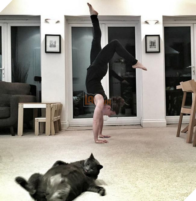 19 con mèo bẩn tính chuyên ném đá những người thích chụp ảnh tự sướng 17