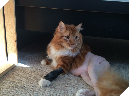 Boss thích thì boss cạo thôi, sen có ý kiến gì? (Ảnh: BuzzFeed)