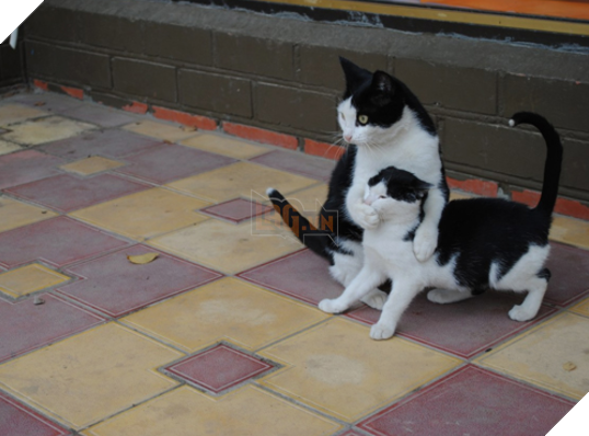 Im bớt để chế hóng chuyện hàng xóm nào. (Ảnh: BuzzFeed)