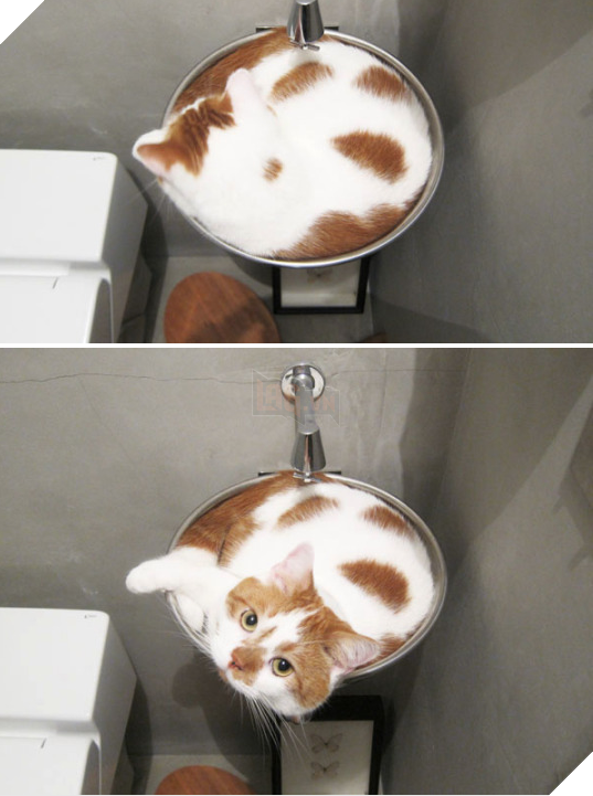 Đây mới là cà phê mèo đúng nghĩa nhé các mẹ! (Ảnh: BuzzFeed)