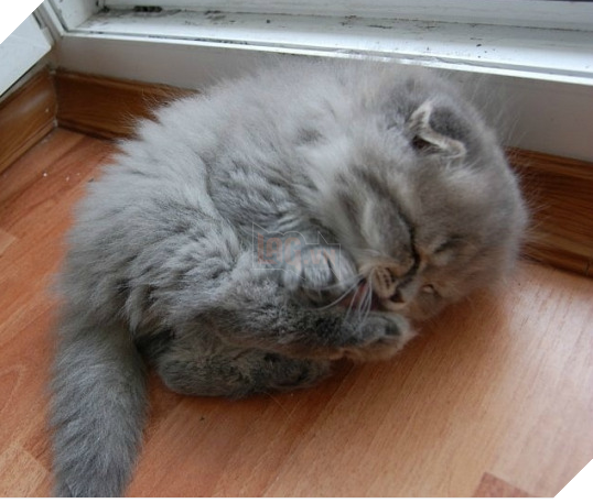 Boss chỉ là một chú mèo nhỏ bé đáng yêu thôi, đừng trù dập mà hãy tích cực cung phụng cho boss nhé. (Ảnh: BuzzFeed)