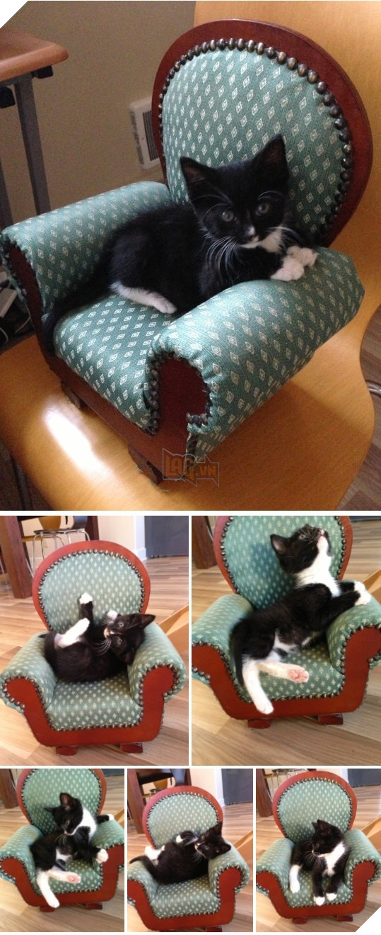 Khi boss thử ghế mới... (Ảnh: BuzzFeed)