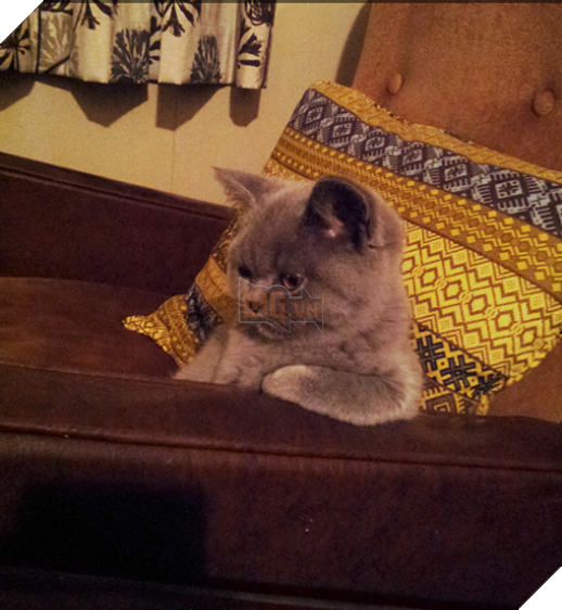 Boss nhà mình hẳn là vừa trải qua một ngày thứ Hai khủng khiếp đây. (Ảnh: BuzzFeed)