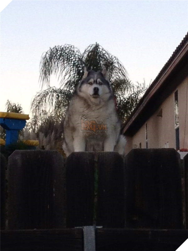 Những hành động chứng tỏ husky sinh ra đã ngớ ngẩn