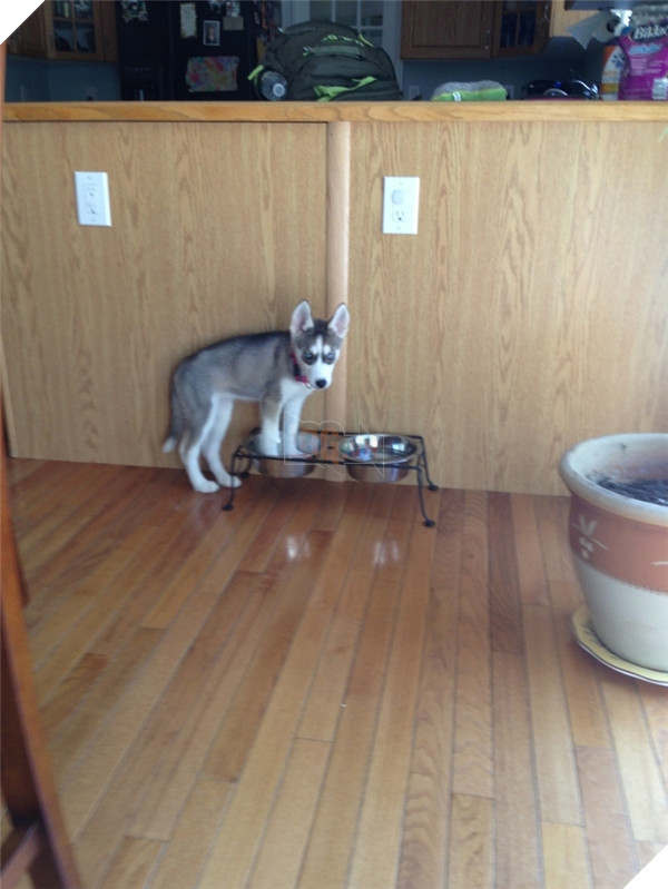 Những hành động chứng tỏ husky sinh ra đã ngớ ngẩn 2