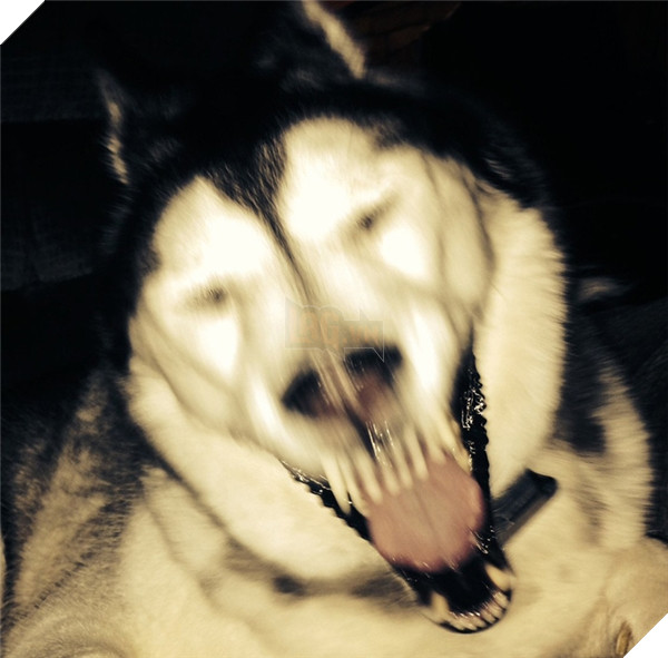 Những hành động chứng tỏ husky sinh ra đã ngớ ngẩn 4