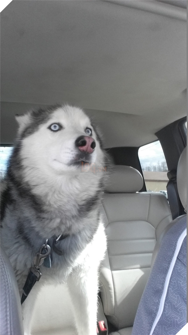 Những hành động chứng tỏ husky sinh ra đã ngớ ngẩn 5