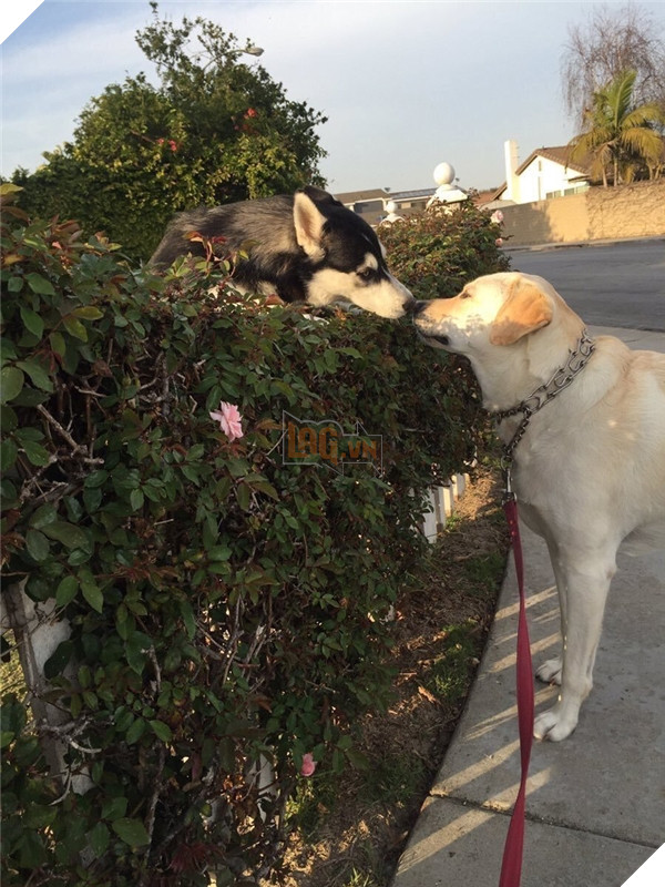 Những hành động chứng tỏ husky sinh ra đã ngớ ngẩn 6