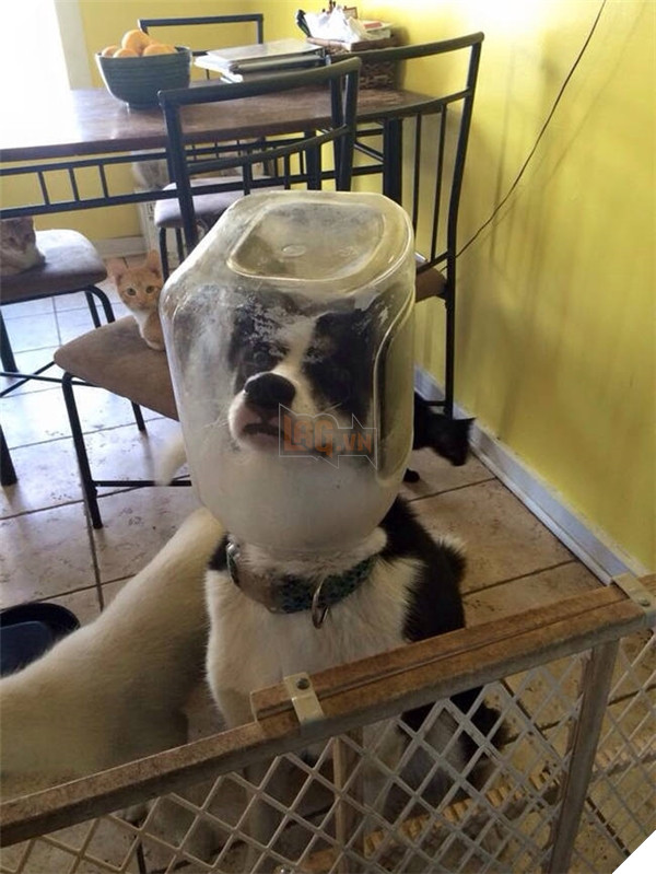 Những hành động chứng tỏ husky sinh ra đã ngớ ngẩn 8