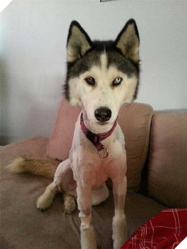 Những hành động chứng tỏ husky sinh ra đã ngớ ngẩn 9