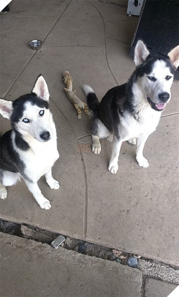 Những hành động chứng tỏ husky sinh ra đã ngớ ngẩn 10