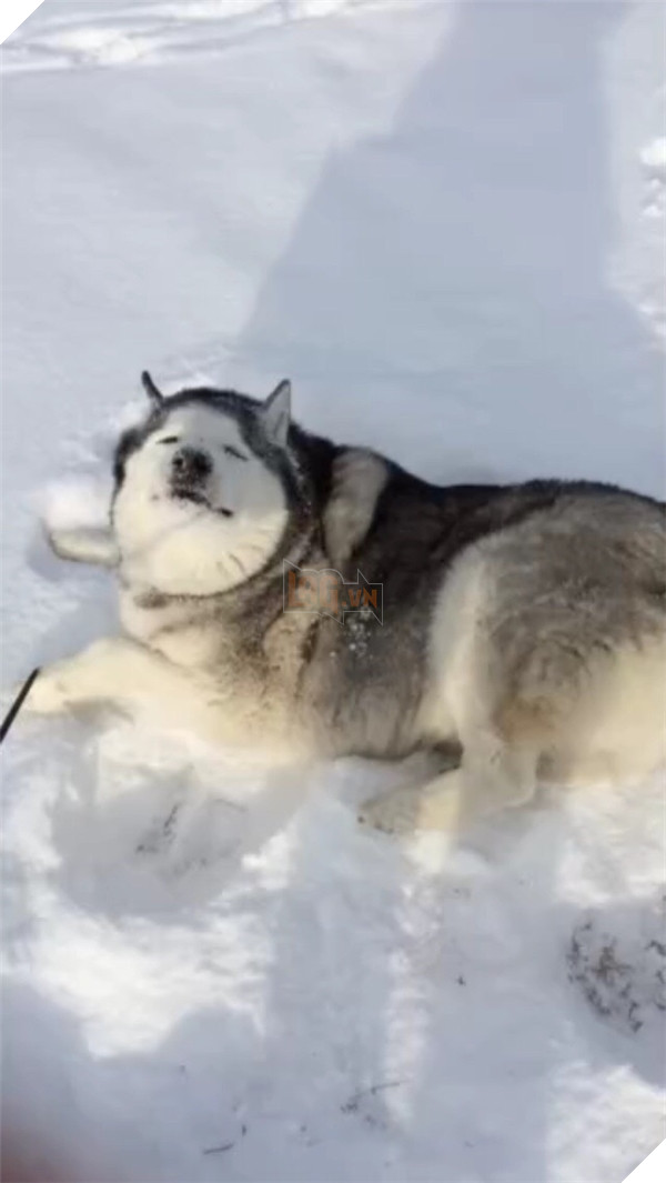 Những hành động chứng tỏ husky sinh ra đã ngớ ngẩn 11