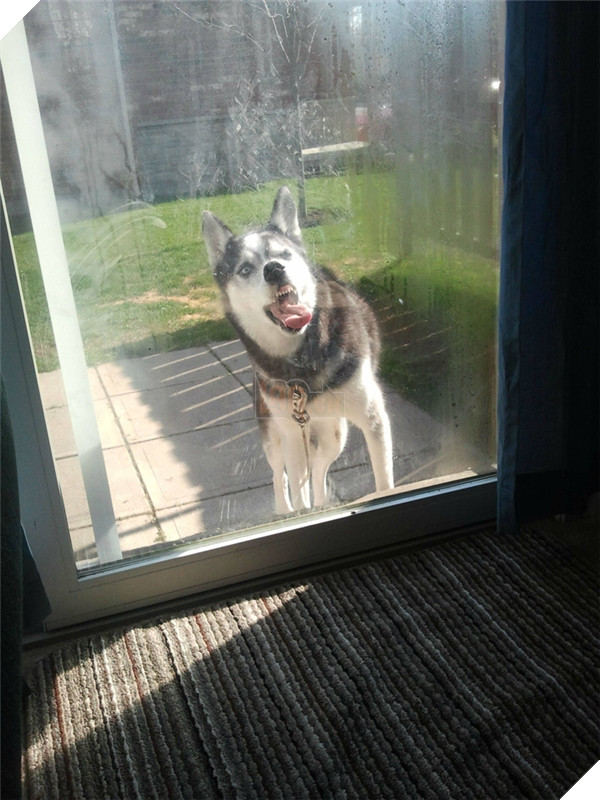 Những hành động chứng tỏ husky sinh ra đã ngớ ngẩn 12