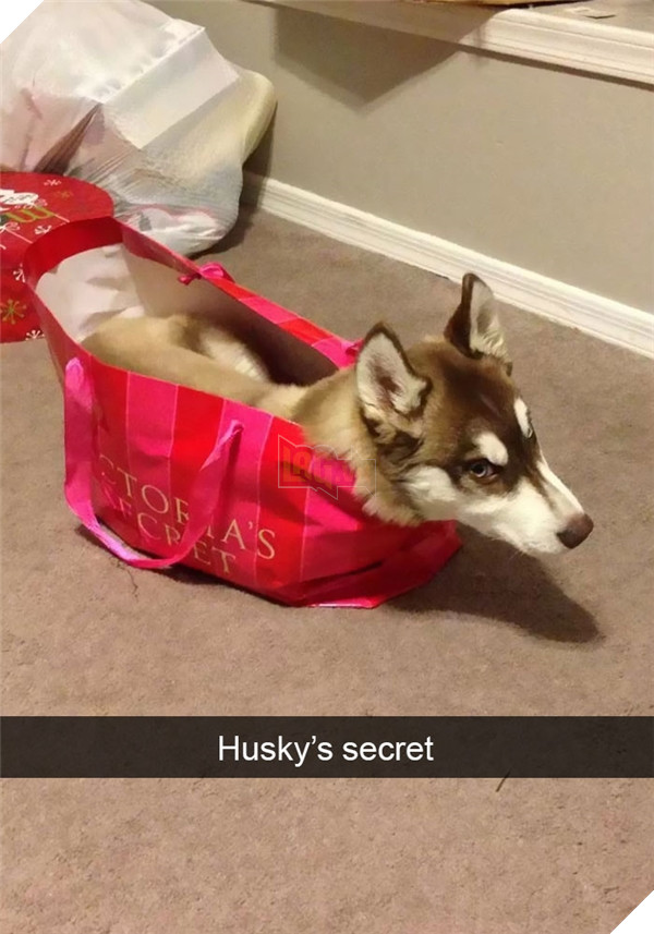 Những hành động chứng tỏ husky sinh ra đã ngớ ngẩn 13