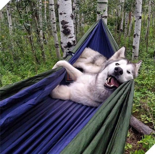 Những hành động chứng tỏ husky sinh ra đã ngớ ngẩn 14