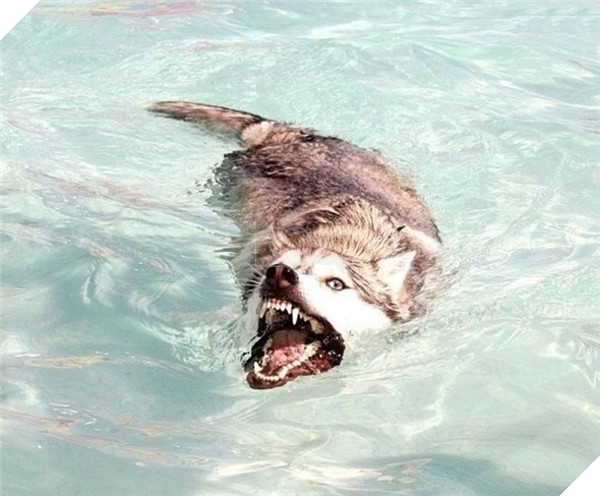Những hành động chứng tỏ husky sinh ra đã ngớ ngẩn 15