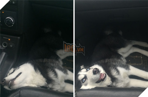 Những hành động chứng tỏ husky sinh ra đã ngớ ngẩn 16