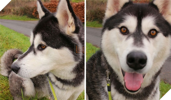 Những hành động chứng tỏ husky sinh ra đã ngớ ngẩn 17