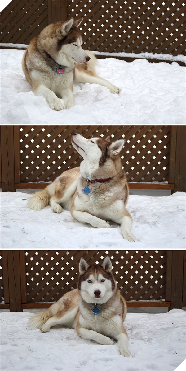 Những hành động chứng tỏ husky sinh ra đã ngớ ngẩn 18