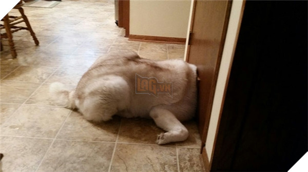 Những hành động chứng tỏ husky sinh ra đã ngớ ngẩn 19