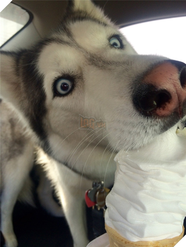 Những hành động chứng tỏ husky sinh ra đã ngớ ngẩn 20