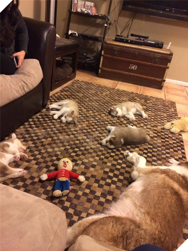 Những hành động chứng tỏ husky sinh ra đã ngớ ngẩn 21